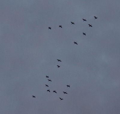 [A sky view with 8 geese in the upper right corner of the frame. An additional 11 birds are grouped together in the lower half of the image in no recognizable shape.]